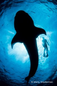 snorkeler with a whale shark