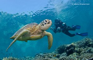 green sea turtle and a photographer