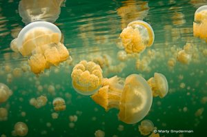 sea jellies in Jellyfish Lake, Palau