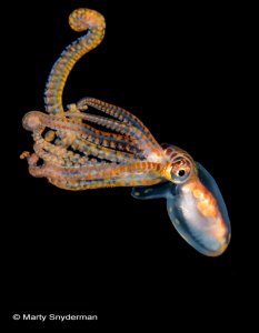 Atlantic longarm octopus