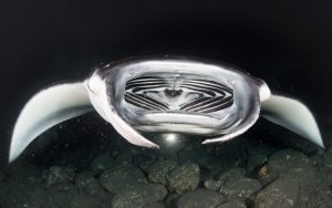 manta ray feeding on plankton at night