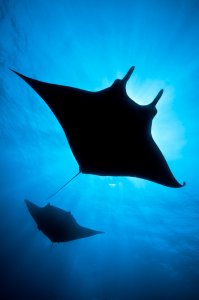 manta ray silhouette