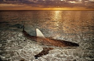 blacktip shark at sunset