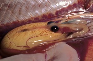 embryonic longnose sawshark