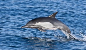 common dolphin races across the surface