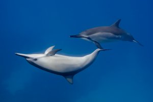 spinner dolphins sexual play