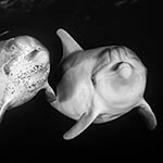 images/underwater/20110529_night_dolphins_02-30-Edit-Edit.jpg