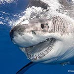 images/underwater/20121002_great_white_sharks_uw_01-205.jpg