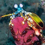 images/underwater/20170423_peacock_mantis_eggs_01-102-Edit.jpg